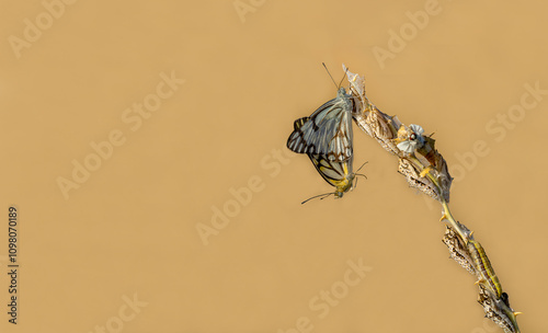 Obraz na płótnie White Pioneer butterfly (Belenois aurota) w salonie