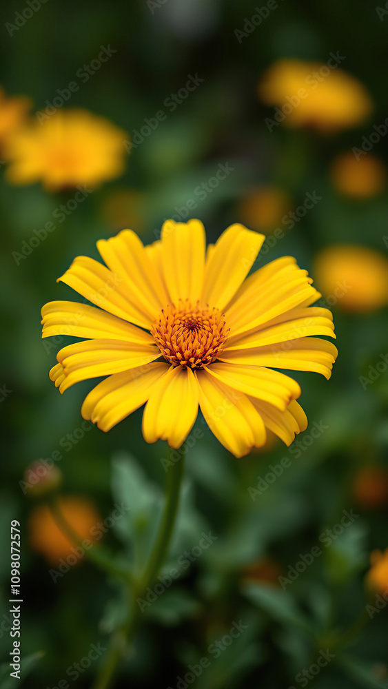 Macro shot of yellow calendula officinalis flower in garden, vibrant, close-up Macro shot of yellow calendula officinalis flower in garden, vibrant, close-up