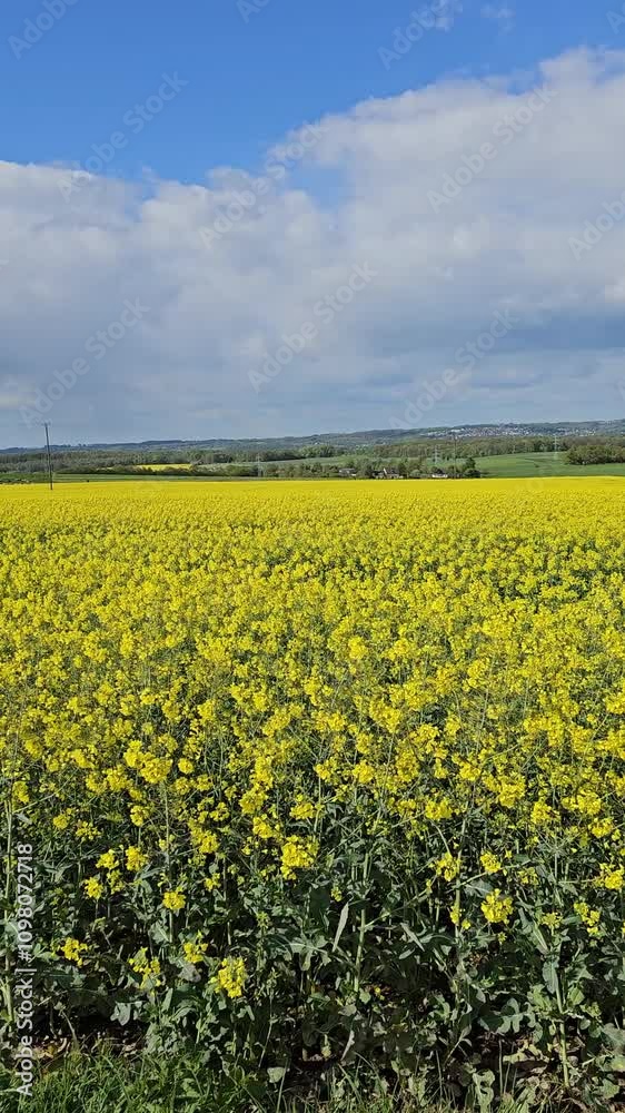 Bright yellow canola field and blue sky on a sunny day. Rural scene in springtime Bright yellow canola field and blue sky on a sunny day. Rural scene in springtime