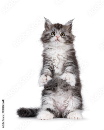 Cute polydactyl Maine Coon cat kitten, siting up on hind paws showing poly paws and belly. Looking above camera. Isolated on a white background. photo