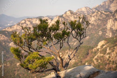 pine tree blooming on the top of a mountain