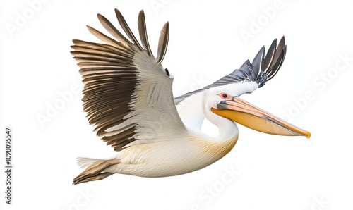Great white pelican in flight, isolated on white background.