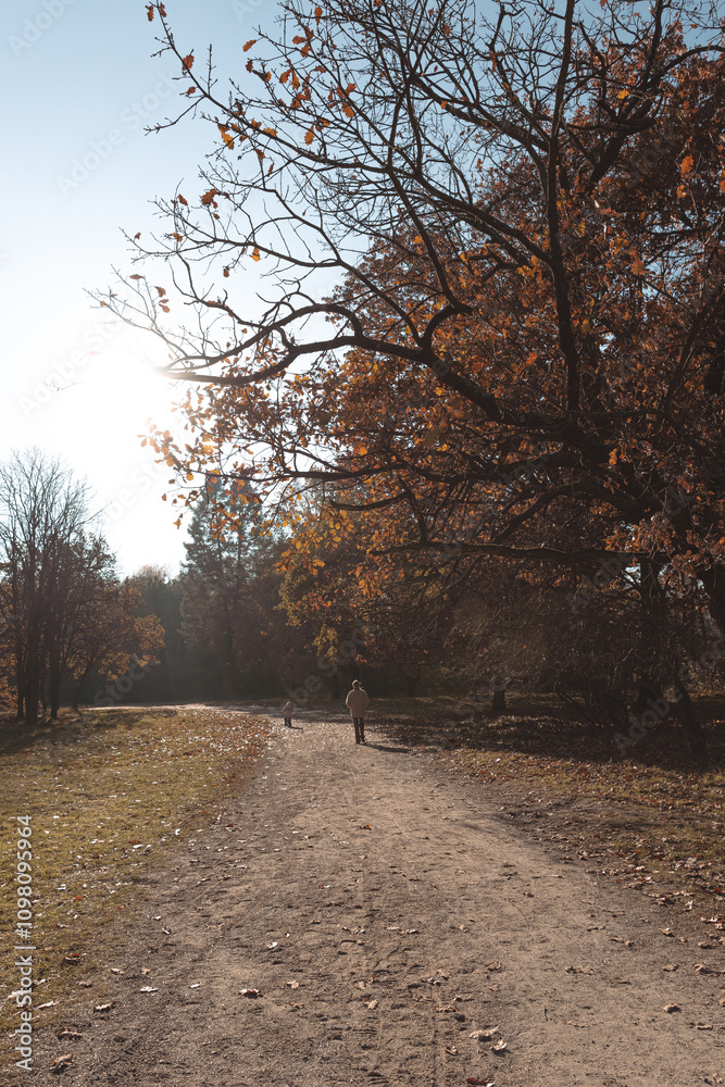 Fototapeta premium Autumn park landscape on a sunny November day