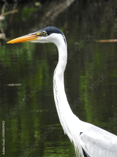 Close-up of a black-headed white heron in a lake. Blurred dark green background.