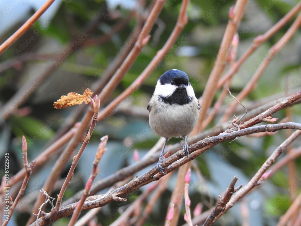 Obraz premium Front view of a Coal Tit perching on a bare-branched shrub