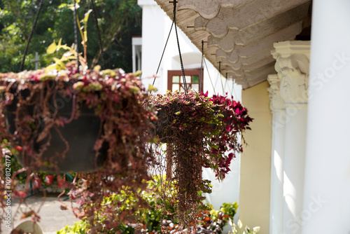 Hanging plants with tiny pink leaves in balcony vase.