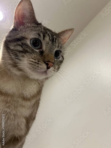 portrait of a cat