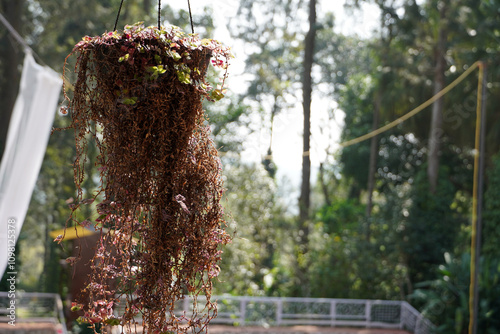 Hanging plants with tiny pink leaves in balcony vase.