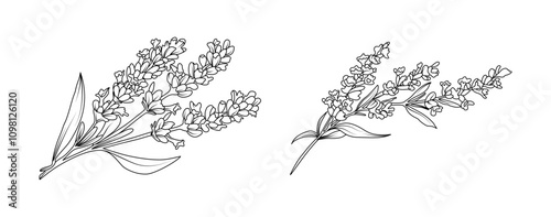 Lavender flower arrangement line art on white background. Silhouette botanical hand drawn element for wedding, invitation frame design, vector illustration