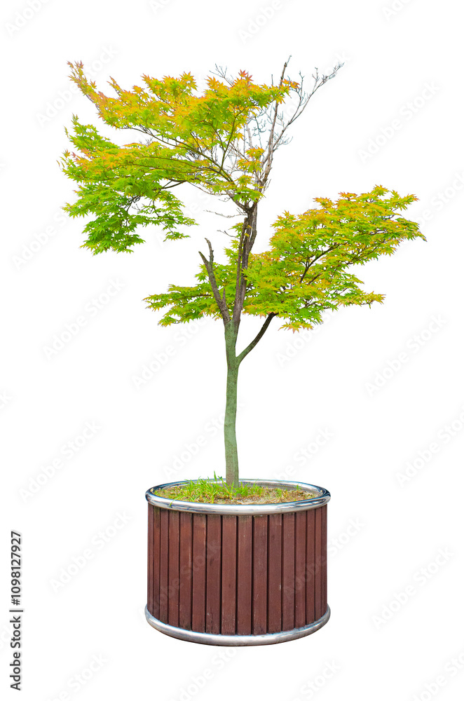 Obraz premium Colorful of korean maple tree Isolated on transparent background.