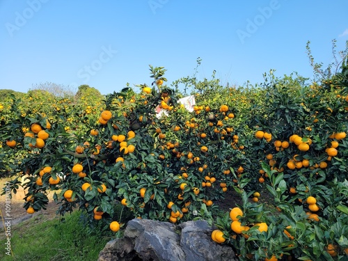 snowy tangerine tree, mandarin, tangerine, mandarin tree, tangerine tree, a tangerine orchard, fruit, Jeju tangerines, Korean tangerines