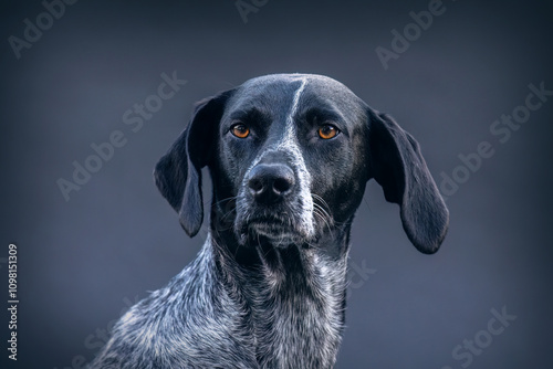 A female pointer hound crossbreed dog on black studio background photo