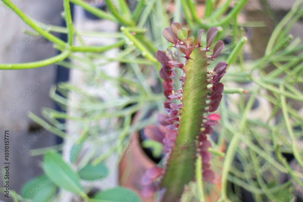 Fototapeta premium Tropical plants at flower market