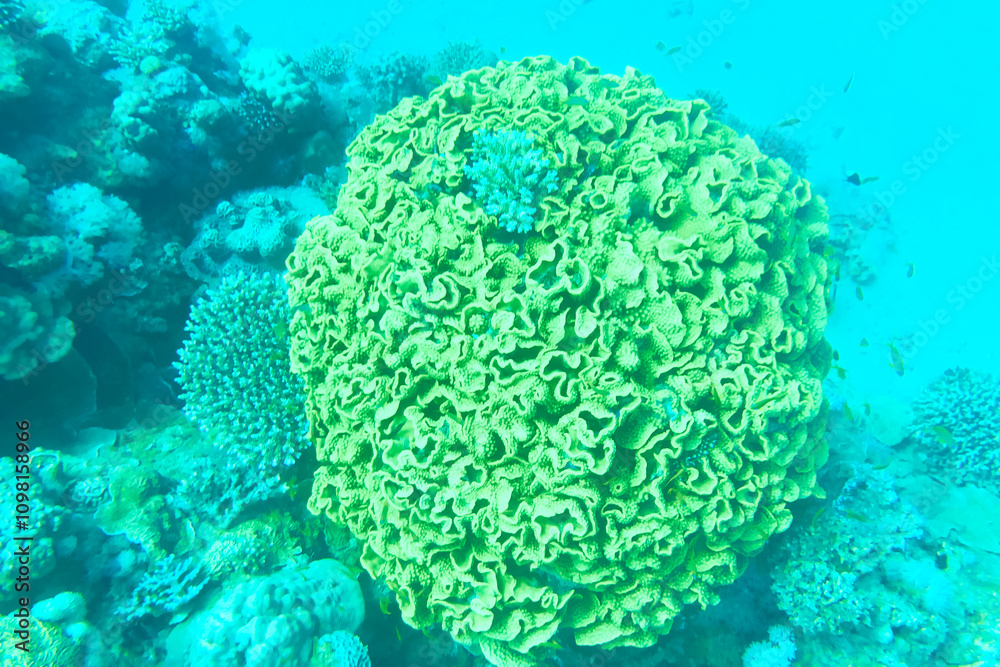 Obraz premium Organic texture of Elephant skin hard coral (Pachyseris speciosa) as an abstract background. green coral in the red sea Egypt