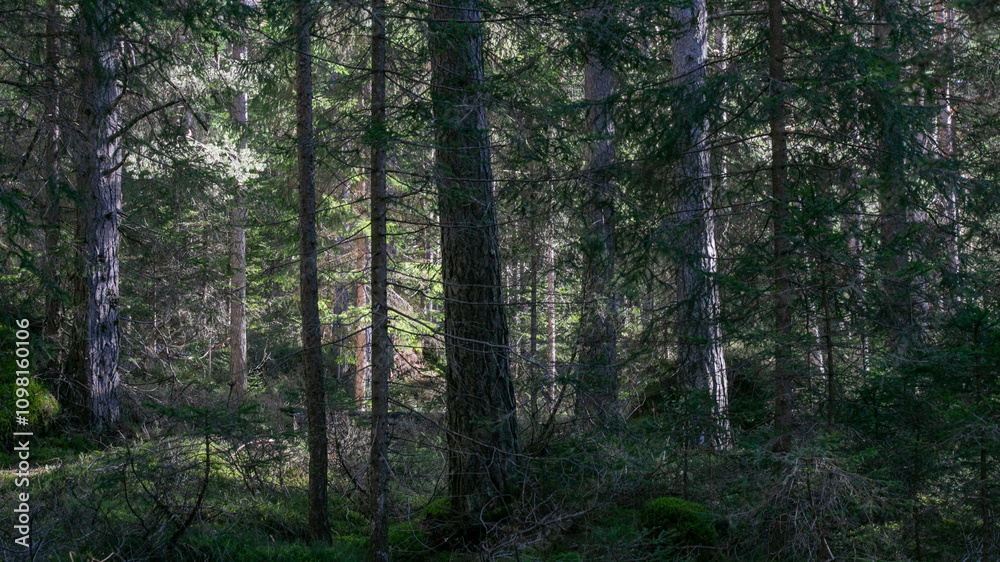 Fototapeta premium Sunlight filters through dense forest trees, creating a serene atmosphere ideal for concepts of nature conservation and tranquility