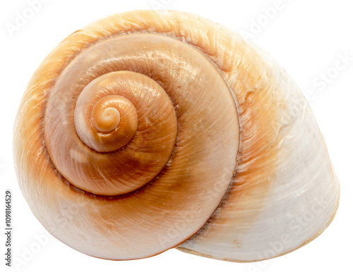 Sea shells isolated on white background.	