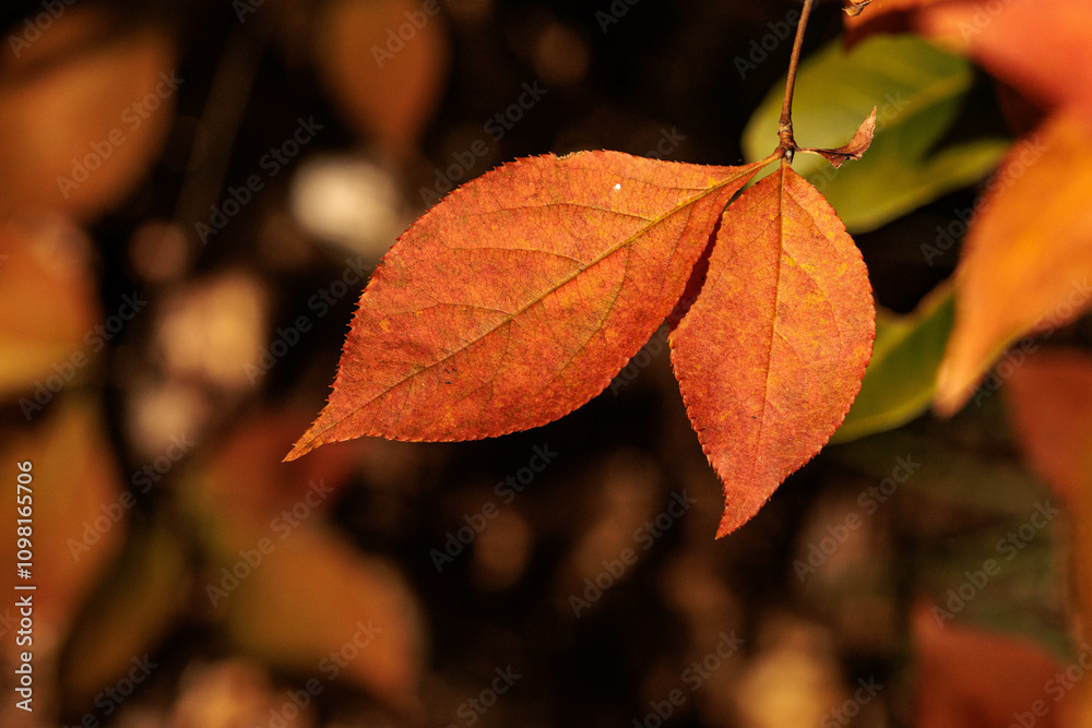 Obraz premium 秋の日差しを浴びて輝く色づいた葉