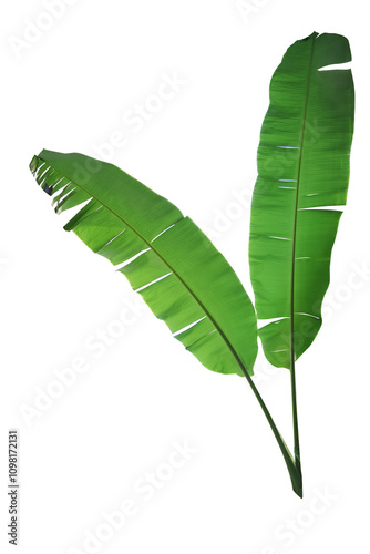 Banana leaf isolated on white