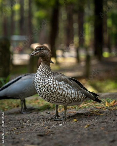 Duck in the park