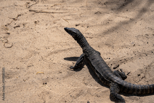 lizard on the beach