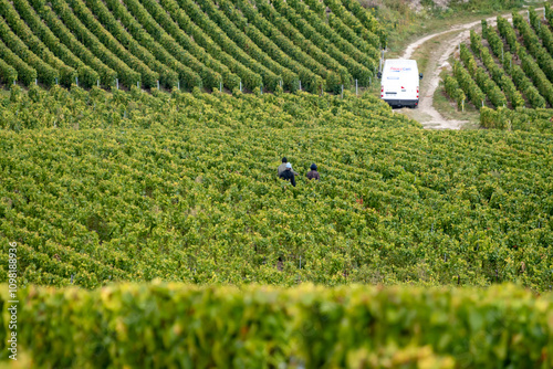 Landscape with green grand cru vineyards near Cramant and Avize, region Champagne, France. Cultivation of white chardonnay wine grape on chalky soils of Cote des Blancs photo