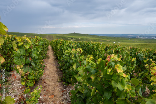 Landscape with green grand cru vineyards near Cramant and Avize, region Champagne, France. Cultivation of white chardonnay wine grape on chalky soils of Cote des Blancs photo