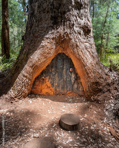 Tree door