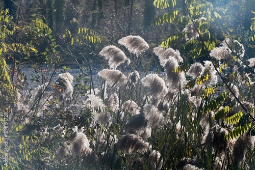 Sulla riva del torrente Staffora (Varzi) photo