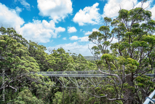 Treetop walk 