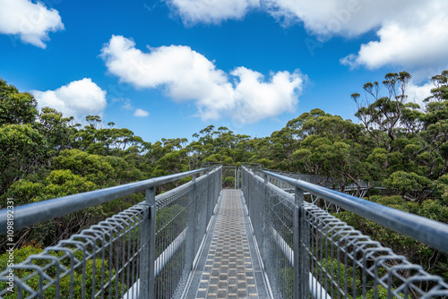 Treetop walk 
