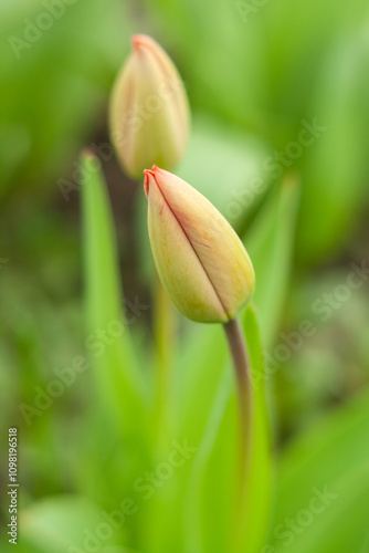 pink tulip flower
