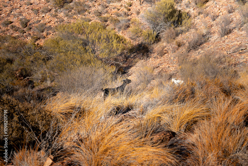 Wild goats grassing in the rockhils