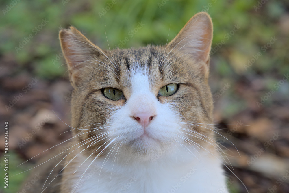 Fototapeta premium 見つめる猫