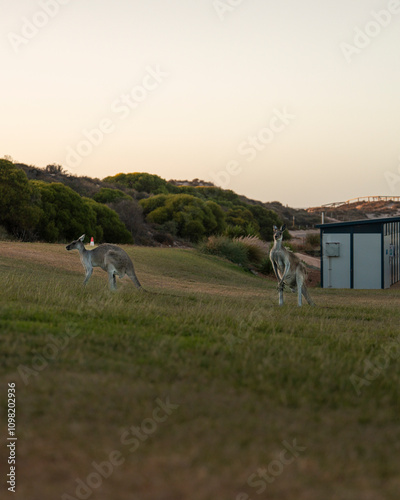Two Kangaroos experiences the Western Australian sunset