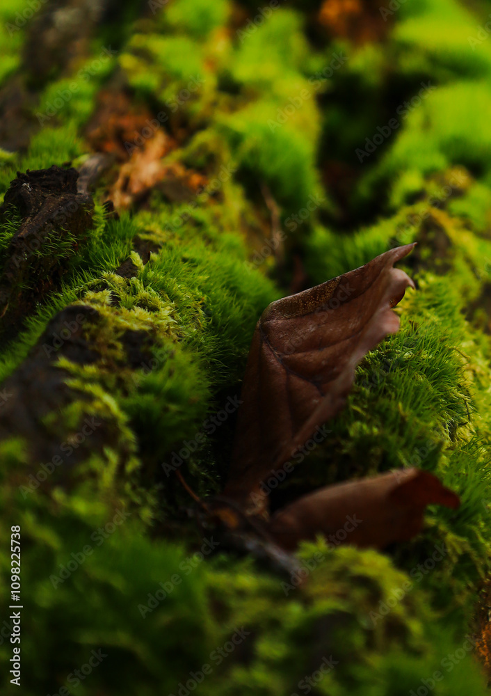 Obraz premium green moss on the tree