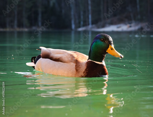 Ducks on a lake in the wild
