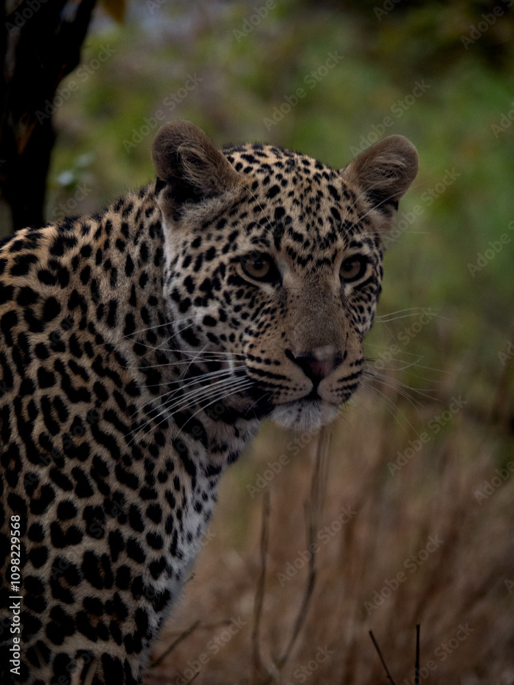 Fototapeta premium portrait of a leopard