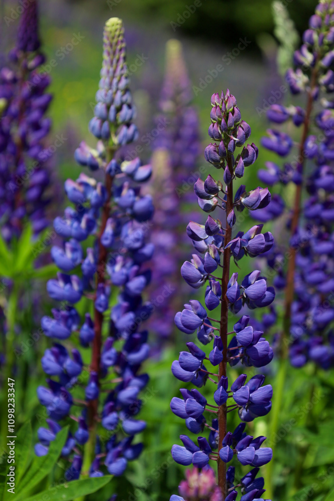 Obraz premium Summer flowers of Lupine.