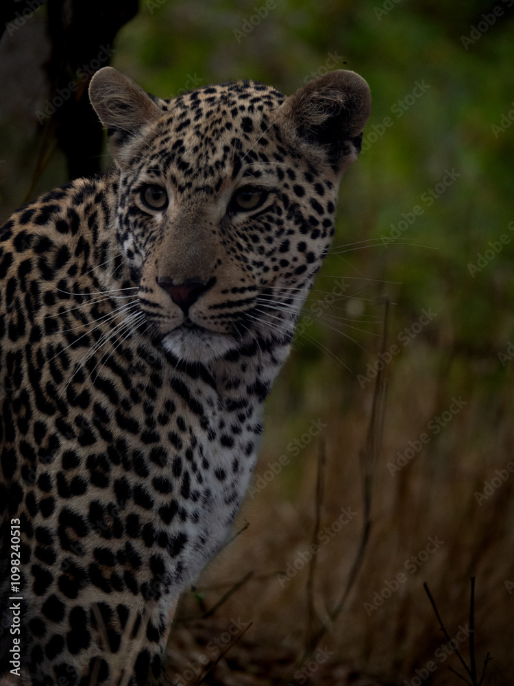 Fototapeta premium leopard in the wild south africa