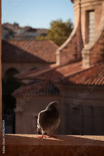 Dove on the balcony of an ancient cathedral. Marseille, France.