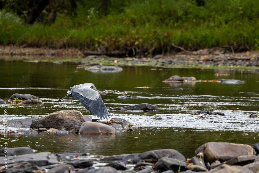 Great Blue Heron in Mid-Flight Over a Calm River