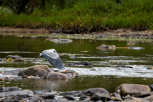 Obraz na płótnie Great Blue Heron in Mid-Flight Over a Calm River w salonie