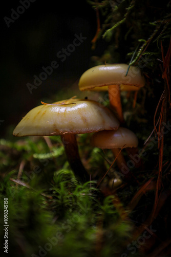Forest mushrooms growing from moss
