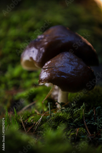 Forest mushrooms growing from moss