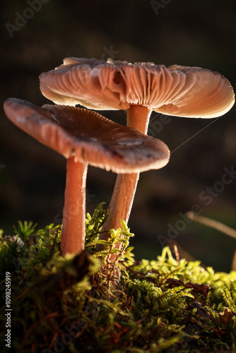 Forest mushrooms growing from moss