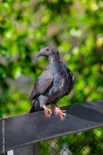 An immature White-crowned Pigeon (Patagioenas leucocephala). A species of bird in the family Columbidae. It inhabits the northern and central Caribbean islands and the North and Central America.  photo