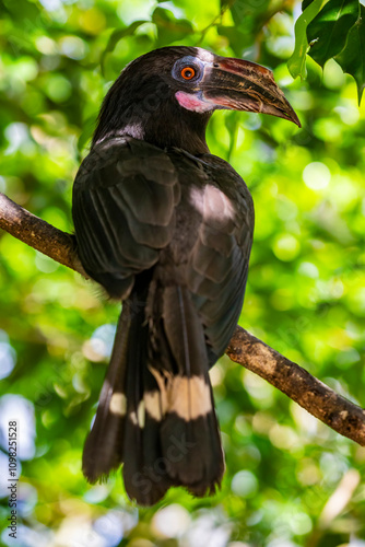 The female Luzon hornbill (Penelopides manillae), it is a species of hornbill in the family Bucerotidae. It is endemic to forests on Luzon and nearby islands in the northern Philippines. photo