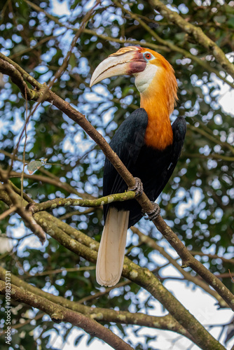 The Male Blyth's hornbill (Rhyticeros plicatus) is a large hornbill inhabiting the forest canopy in Wallacea and Melanesia.
Its local name in Tok Pisin is kokomo. photo