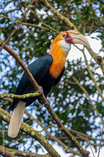 The Male Blyth's hornbill (Rhyticeros plicatus) is a large hornbill inhabiting the forest canopy in Wallacea and Melanesia.
Its local name in Tok Pisin is kokomo. photo