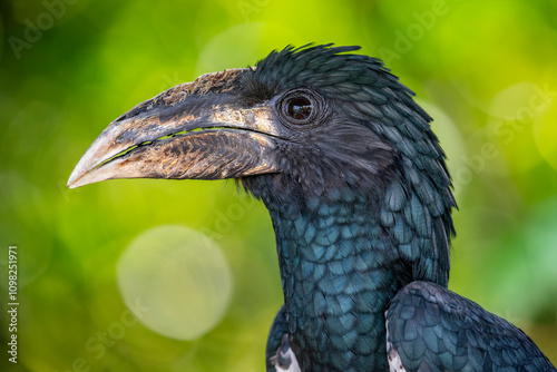 The piping hornbill (Bycanistes fistulator) is a bird in the hornbill family. This black-and-white species is found in humid forest and second growth in Central and West Africa.  photo